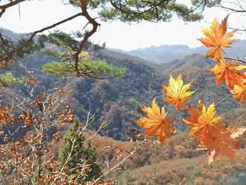 官方回应上海发现中国未有神秘生物